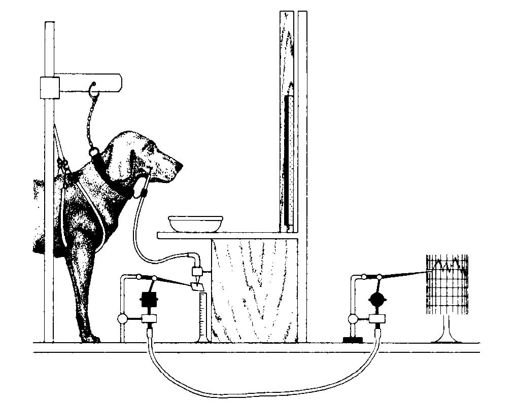 Собаки павловой. Опыт Павлова собака Павлова. Эксперимент Павлова с собакой рефлекс. Павлов собака Павлова эксперимент. Павлов Иван Петрович опыты на собаках.